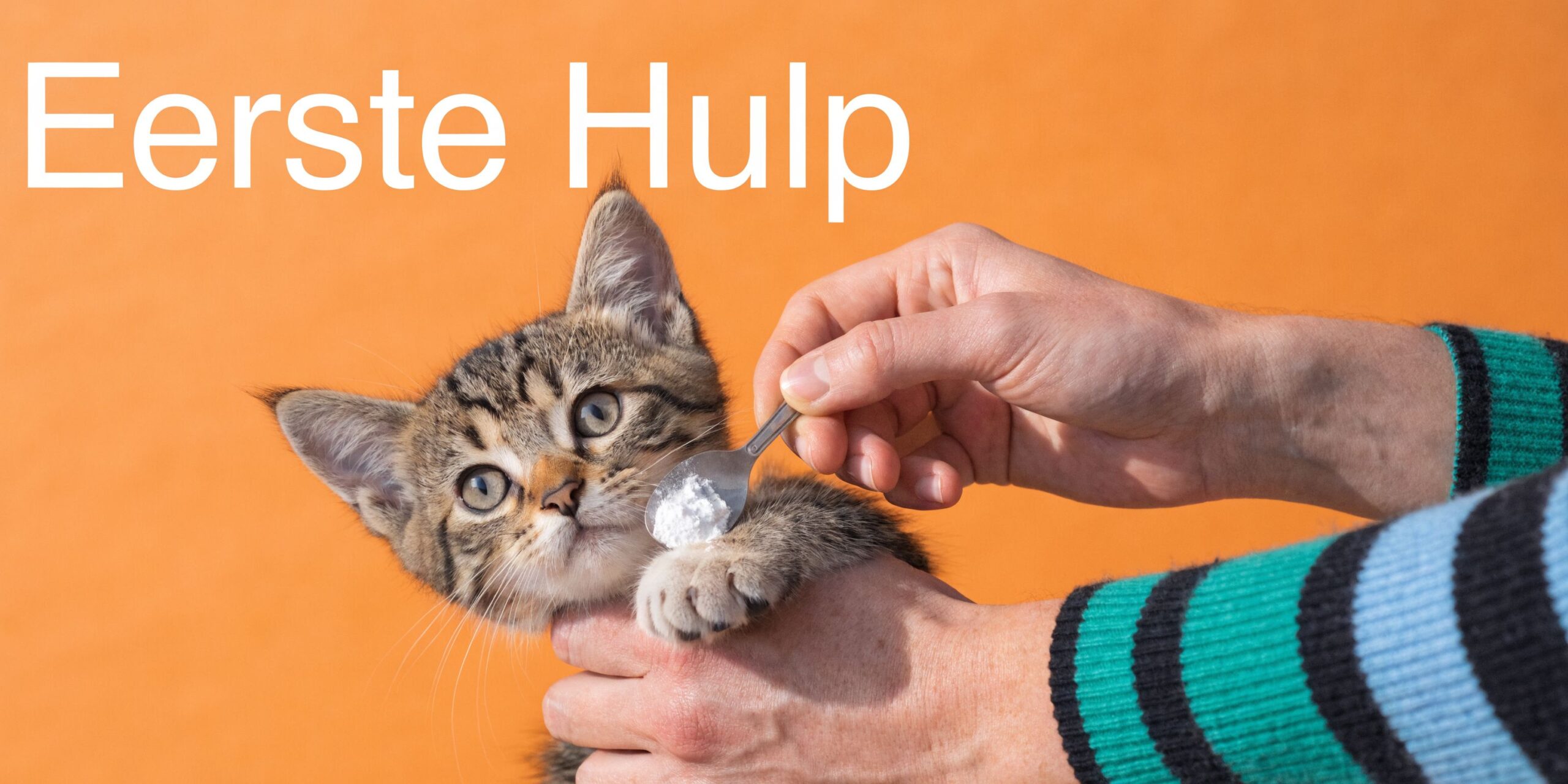 Persoon die de nagels van een schattig gestreept kitten verzorgt met een lepel vol poeder