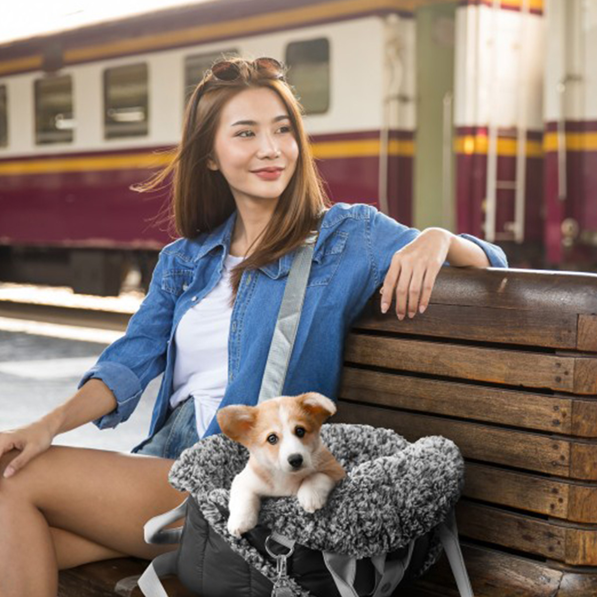 Sea Shell Transporttas voor Hond en Kat – 3-in-1 Draagtas, Mand & Autostoel – Zwart - Afbeelding 2