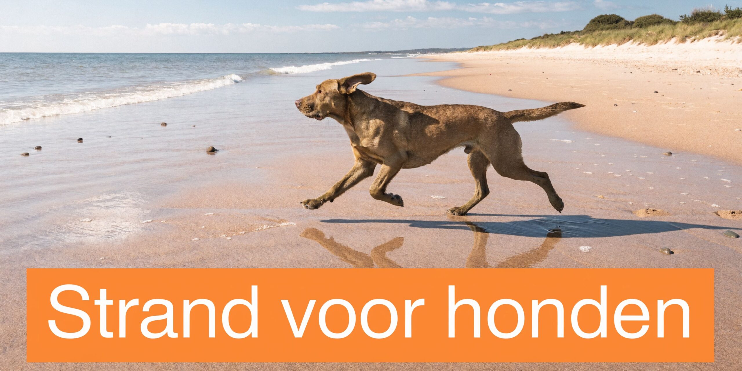 Een bruine labrador rent vol enthousiasme over een zandstrand langs de zee tijdens een zonnige dag.