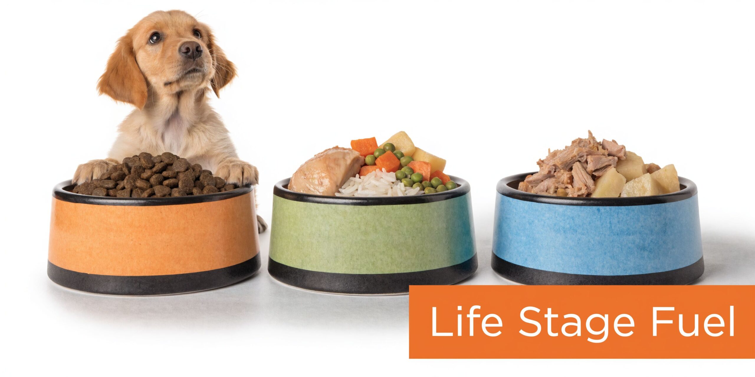 Een schattige puppy kijkt naar drie verschillende hondenbakken gevuld met droogvoer, verse kip met groenten en stoofvlees.