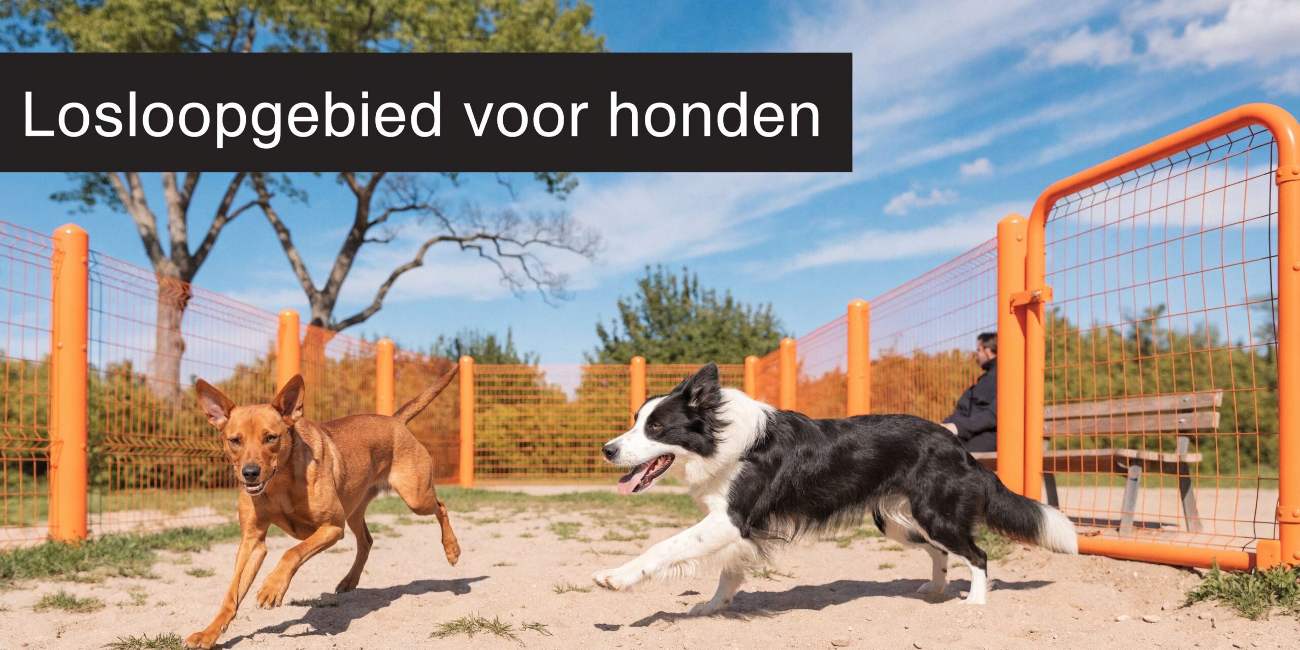 Twee honden rennen vrolijk door een omheind losloopgebied met een persoon zittend op een bankje op de achtergrond.