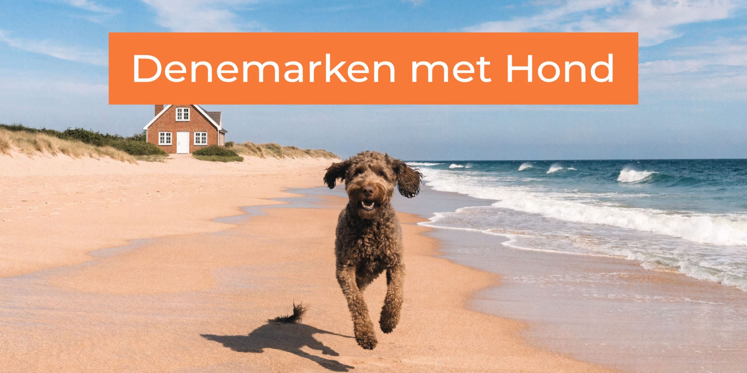 Een vrolijke bruine hond rent over een zandstrand in Denemarken met een vakantiehuisje op de achtergrond.
