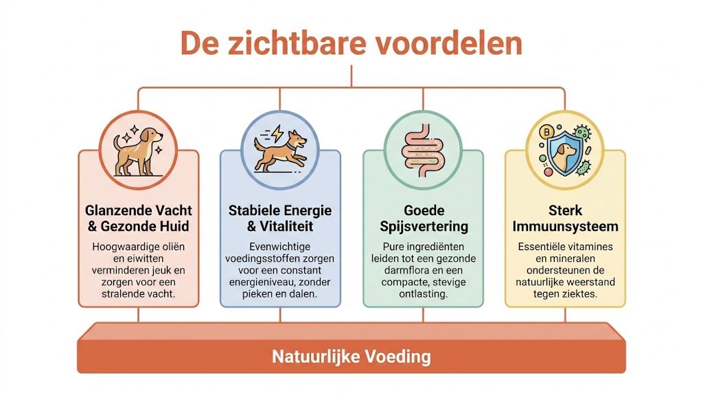 Een infographic die de voordelen van natuurlijke voeding voor honden laat zien met vier belangrijke pijlers.