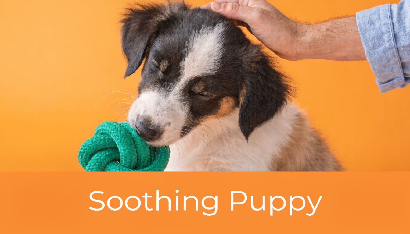 Een aandoenlijke puppy met een groen speeltje terwijl hij zachtjes over zijn hoofd wordt geaaid door een hand.