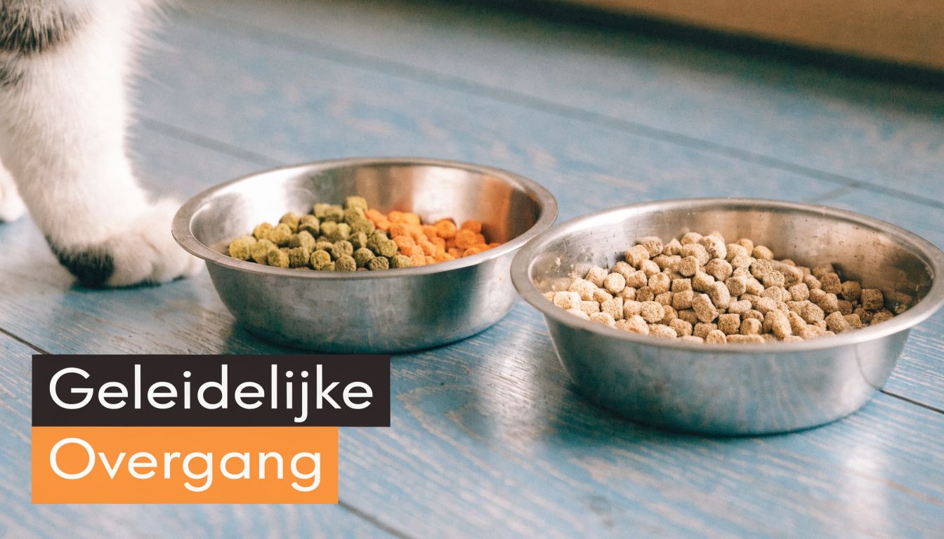 Een kat die naar twee metalen voerbakken kijkt met verschillende soorten droge brokken voor een geleidelijke overgang.
