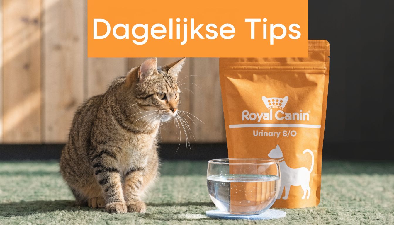 Een gestreepte kat zit naast een verpakking Royal Canin Urinary S/O voeding en een glas met water.