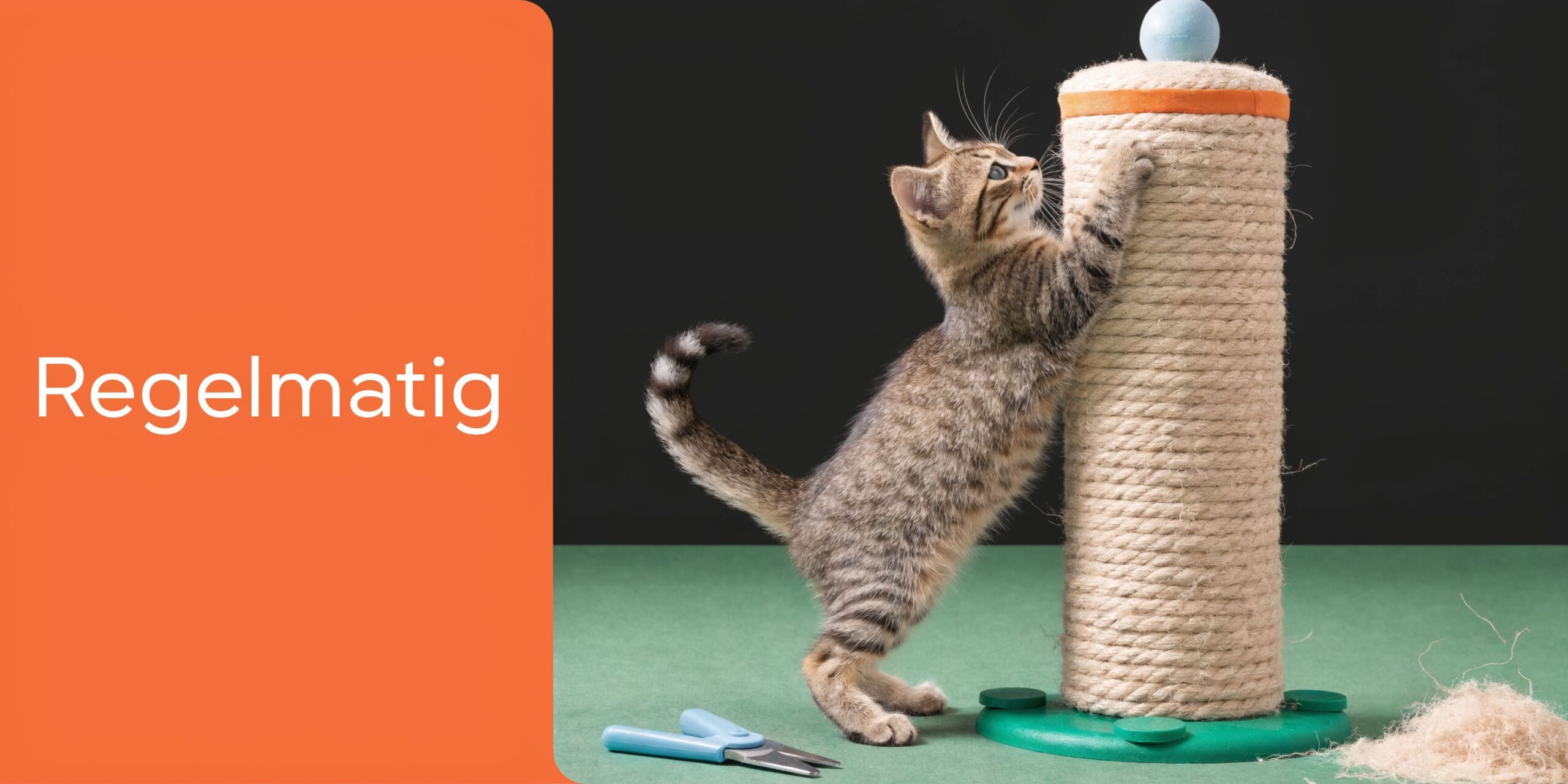 Een schattig gestreept kitten dat aan een krabpaal krabt naast een kattenschaartje op een groene ondergrond.