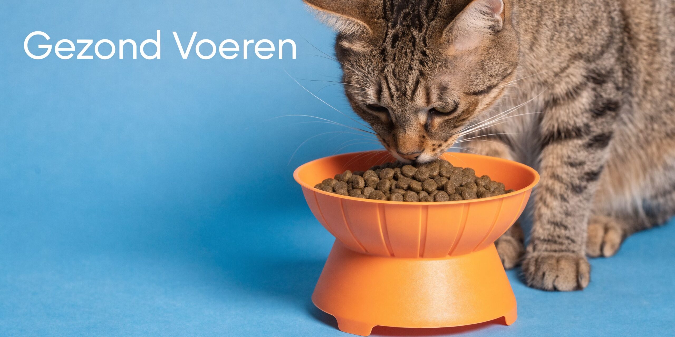 Een bruine gestreepte kat eet gezonde kattenbrokjes uit een opvallende oranje voerbak op een blauwe achtergrond.