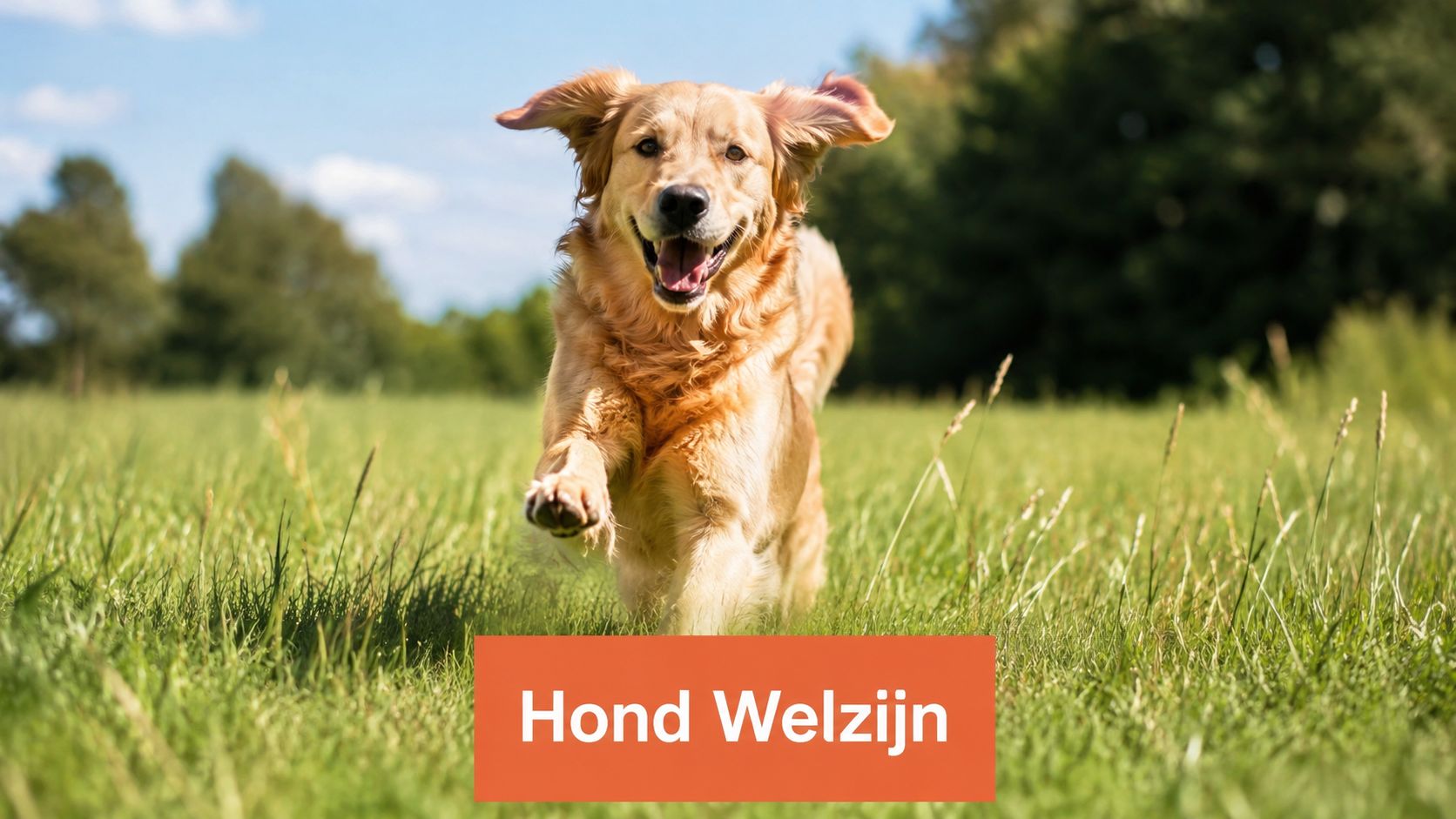 Een vrolijke golden retriever die enthousiast door een groen grasveld rent op een zonnige dag.