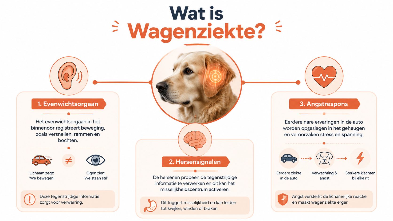 Een informatieve infographic die uitlegt hoe wagenziekte bij honden ontstaat door verwarring van zintuigen en eerdere angstervaringen.