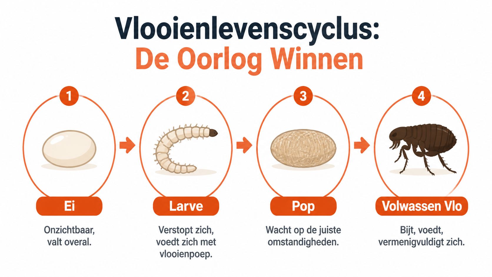 Een informatieve afbeelding die de vier fasen van de levenscyclus van een vlo in het Nederlands beschrijft.