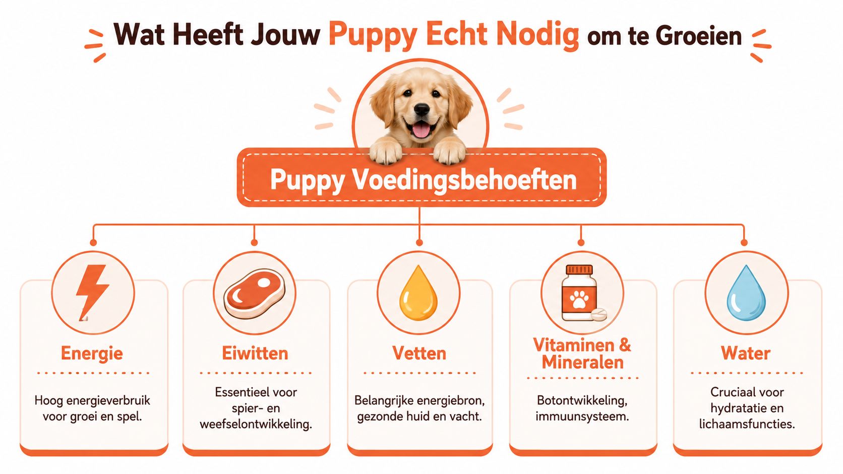 Wat Heeft Jouw Puppy Echt Nodig om te Groeien