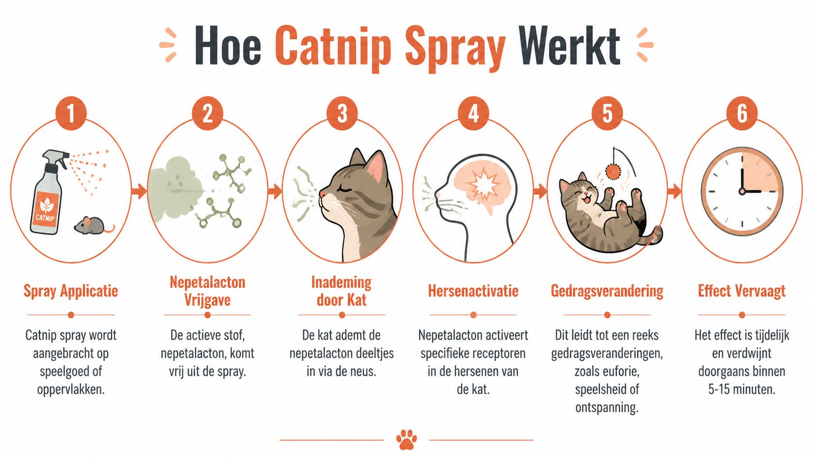 Een infographic in het Nederlands die het proces van hoe catnipspray op katten werkt stapsgewijs uitlegt.