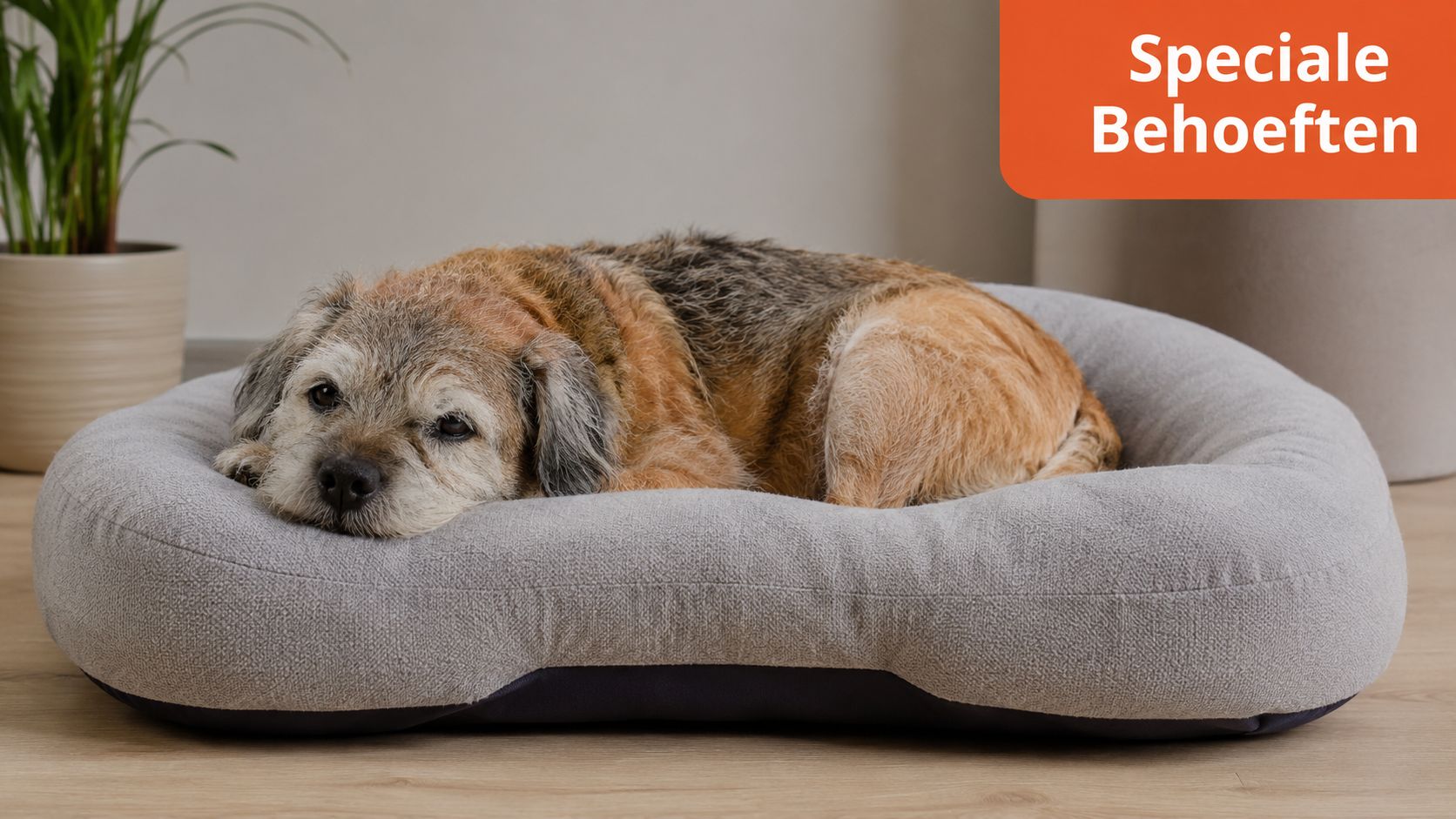 Een oudere hond ligt comfortabel te rusten in een grijze orthopedische hondenmand op een houten vloer.