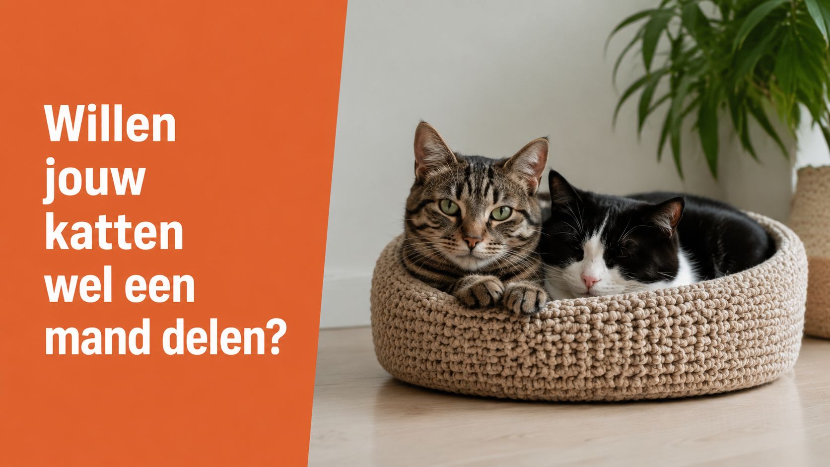 Twee katten liggen samen in een ronde beige gebreide kattenmand op een houten vloer.