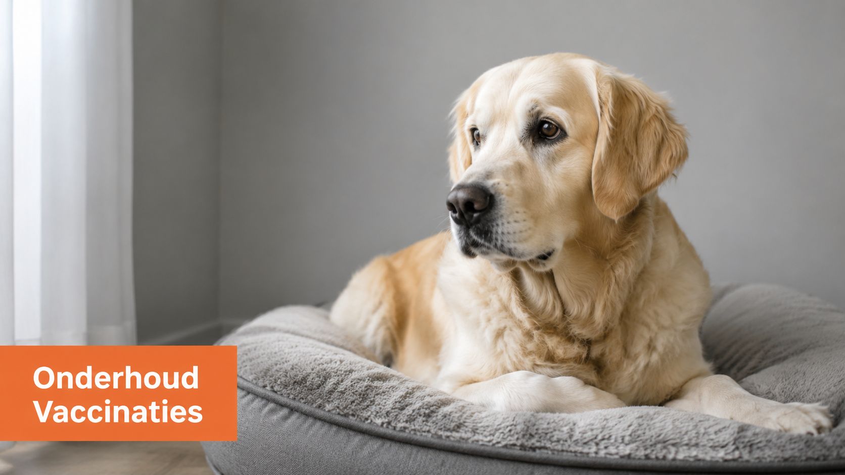 Een prachtige golden retriever die rustig in een comfortabele hondenmand ligt te kijken in een kamer.