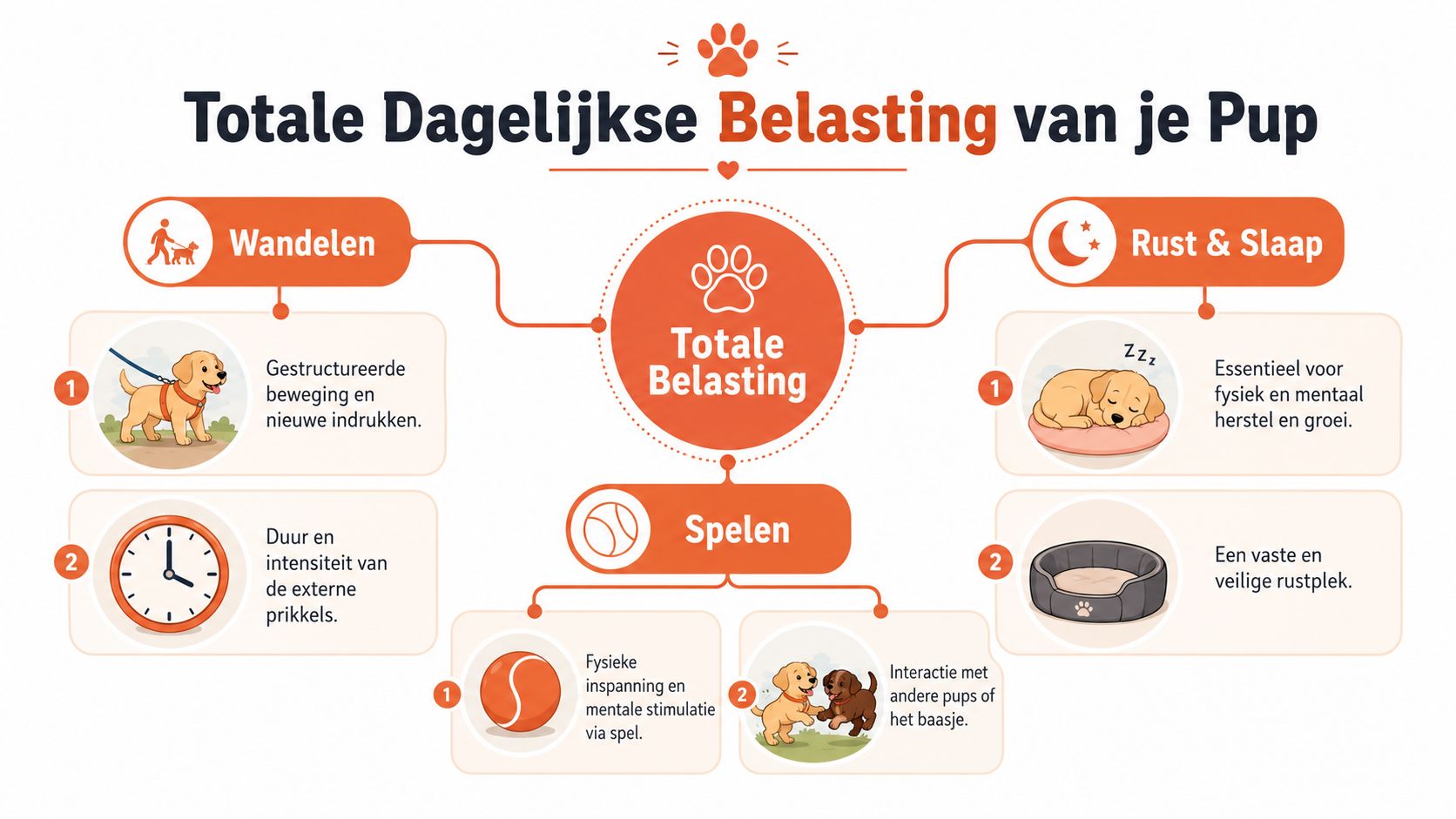Een overzichtelijke infographic over de dagelijkse belasting voor puppy's, inclusief wandelen, spelen en rust.
