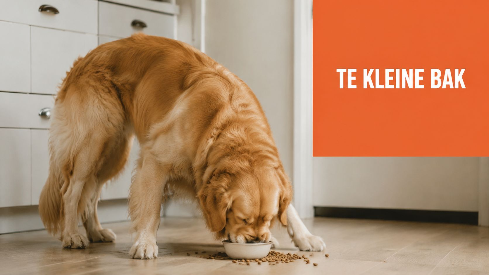 Een grote golden retriever eet uit een veel te kleine voerbak die op de vloer staat.