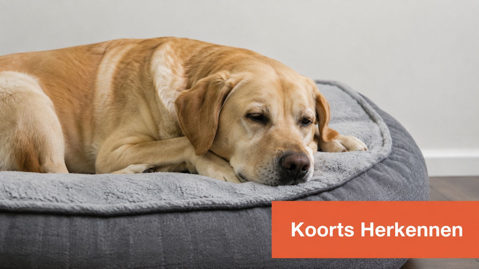 Een rustende labrador op een grijze hondenmand met de tekst Koorts Herkenen in een oranje kader.