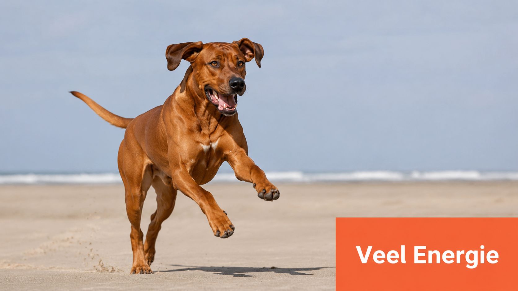 Een actieve Rhodesian Ridgeback hond rent met veel plezier over een zandstrand op een zonnige dag.