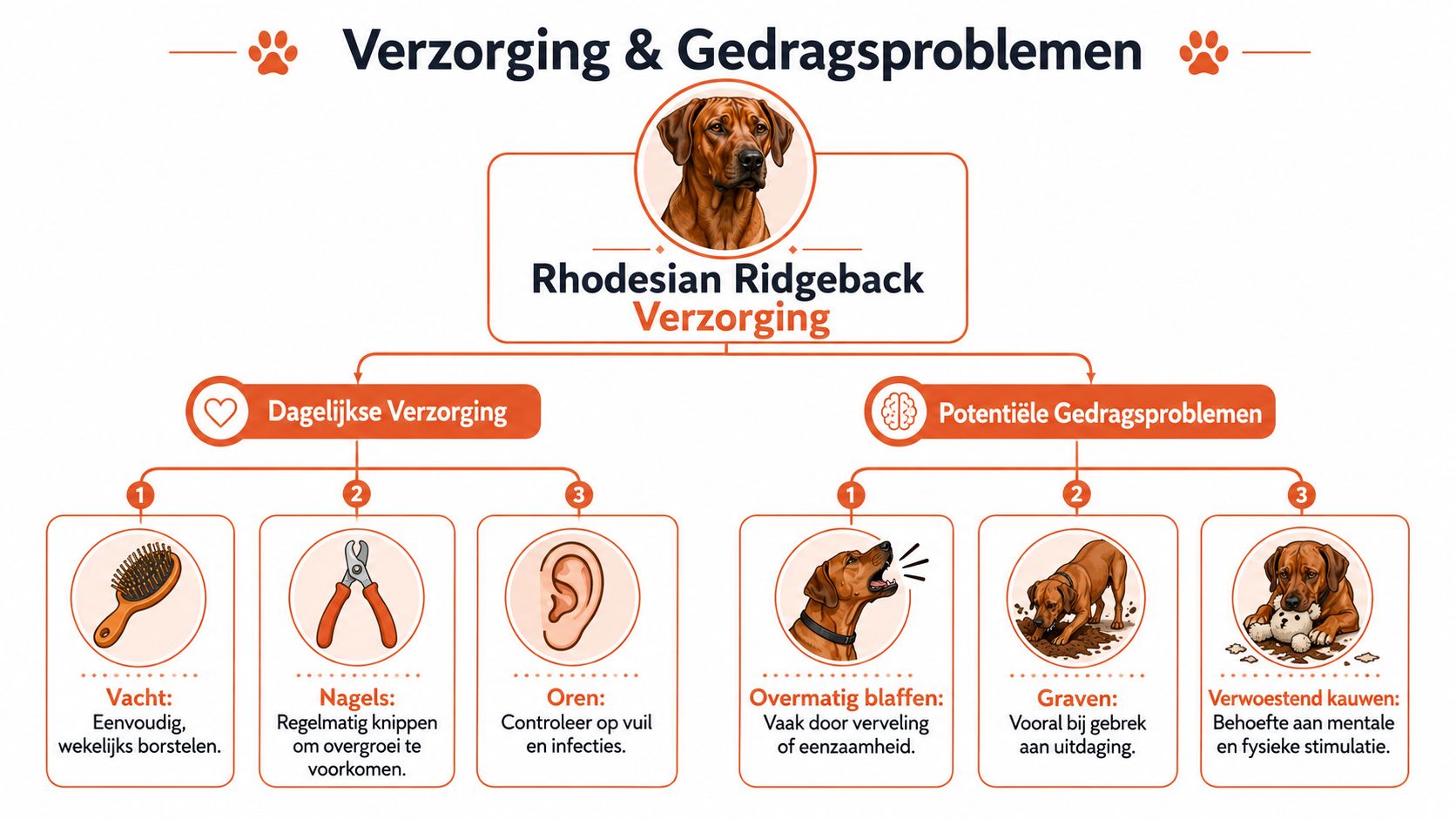 Een informatieve infographic over de verzorging en mogelijke gedragsproblemen van een Rhodesian Ridgeback hond.