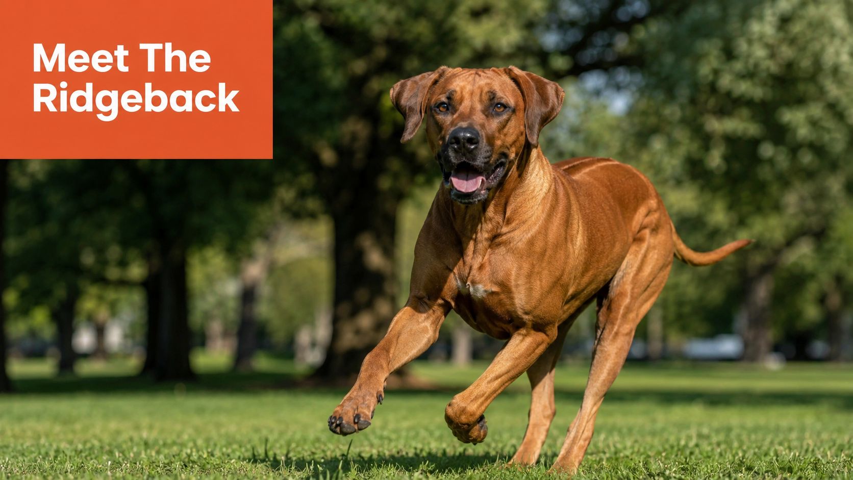 Een bruine Rhodesian Ridgeback hond rent vrolijk door een groen park op een zonnige dag.