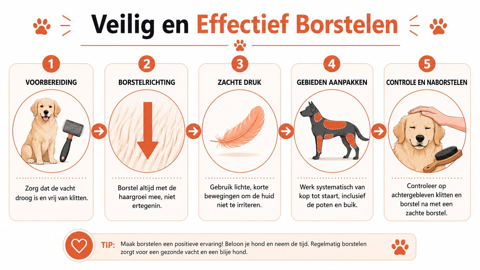 Een informatieve infographic over het veilig en effectief borstelen van de hond in vijf duidelijke stappen.