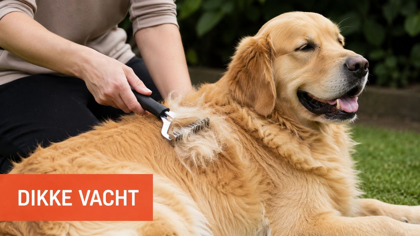 Een persoon kamt de dikke vacht van een gouden retriever met een speciale ontwollingskam in de tuin.