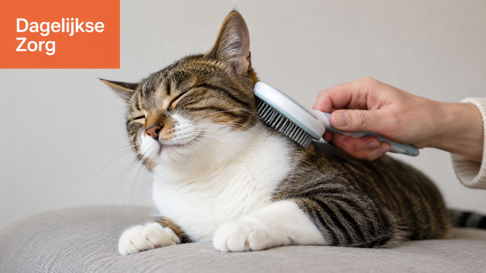 Een tevreden kat die geniet van een dagelijkse vachtverzorging met een speciale kam door zijn baasje.