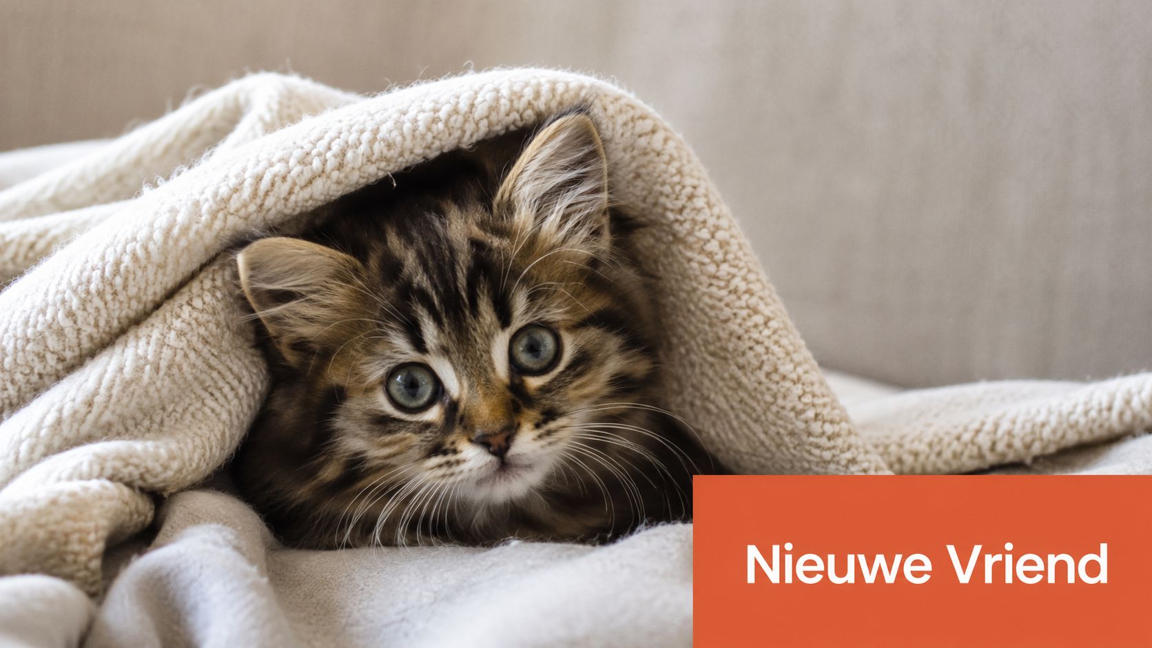 Een schattig pluizig kitten dat gezellig onder een zachte, crèmekleurige gebreide deken op de bank ligt.