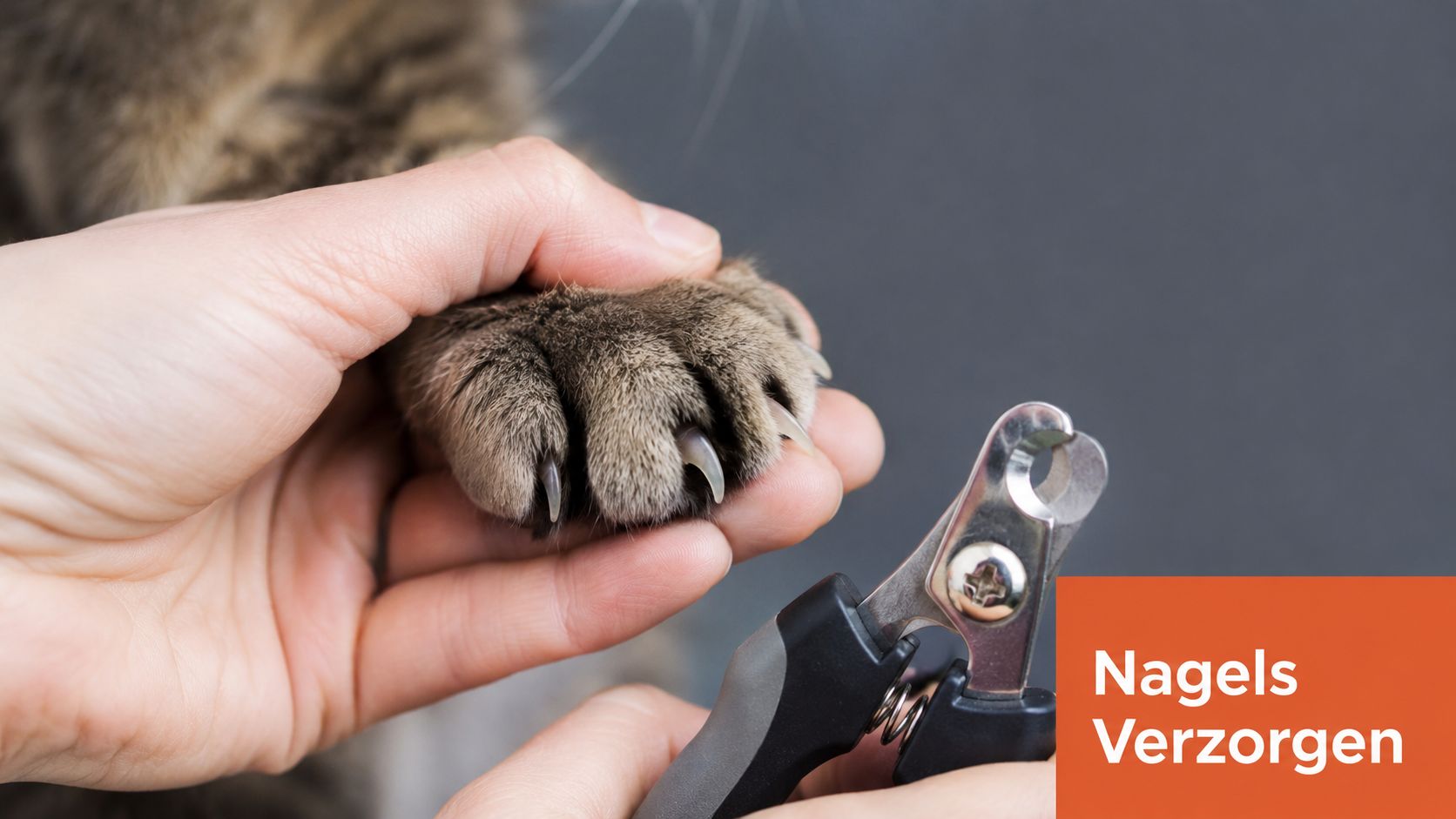 Een persoon die voorzichtig de nagels van een kat knipt met een speciale nagelknipper voor huisdieren.
