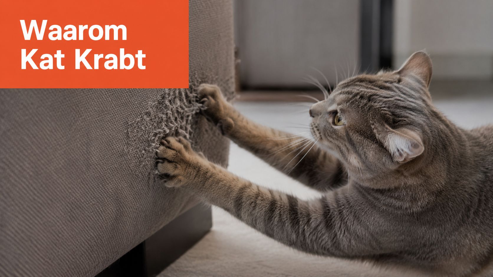 Een grijze gestreepte kat krabt met zijn voorpoten aan de stoffen bekleding van een grijze bank in huis.