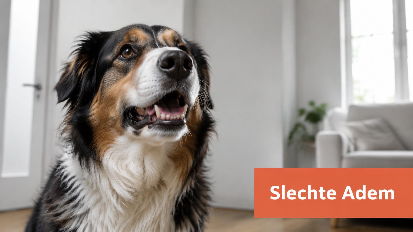 Een hond met een open bek kijkt omhoog in een lichte woonkamer, met de tekst Slechte Adem.
