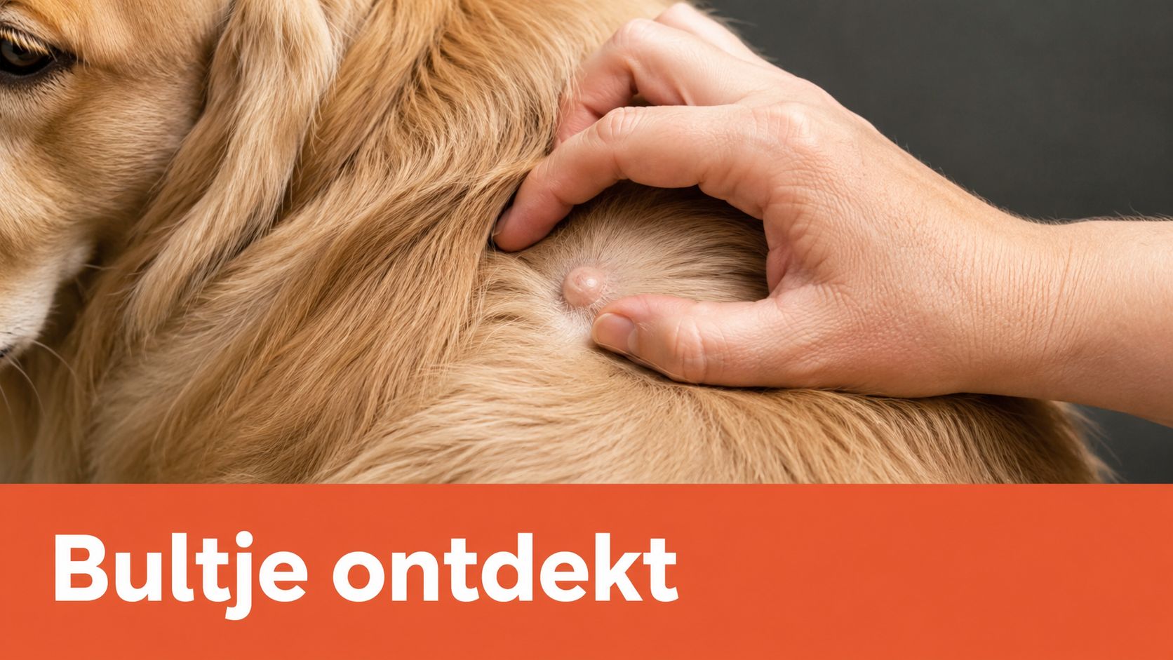 Een hand die een verdacht bultje op de vacht van een hond onderzoekt voor medische controle.