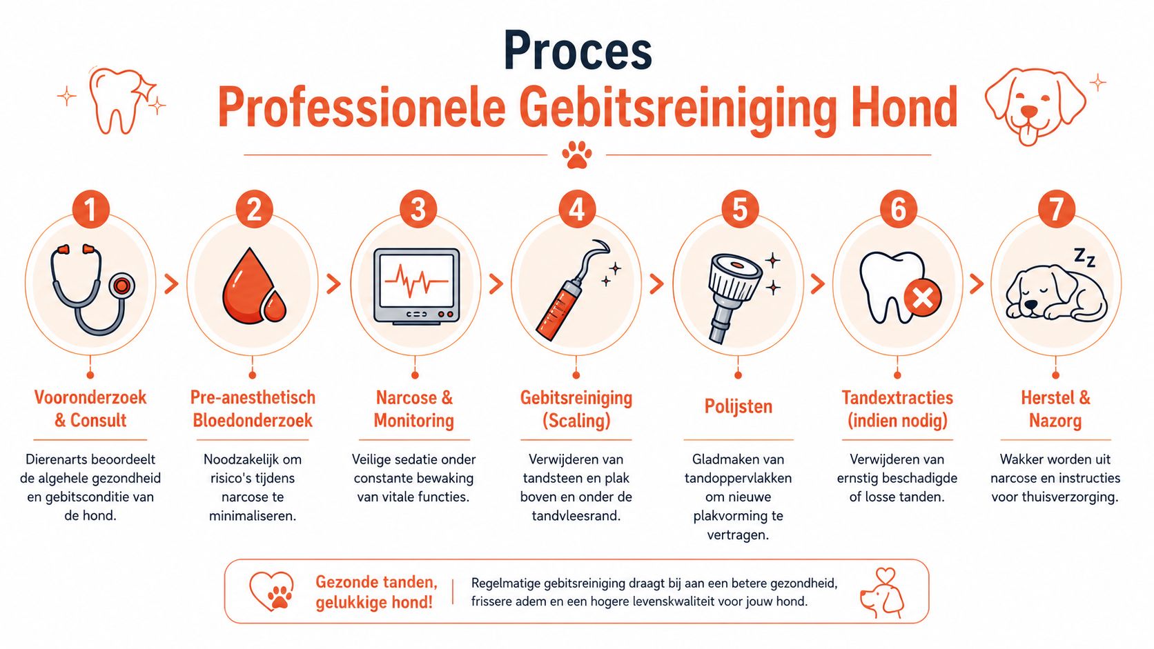 Een stappenplan voor de professionele gebitsreiniging bij een hond, van vooronderzoek tot nazorg en herstel.