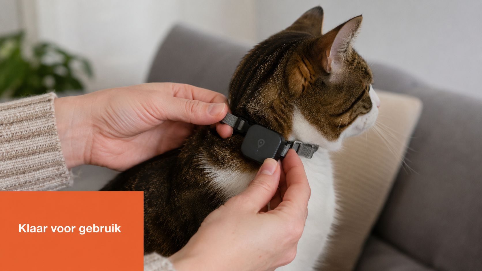 Een persoon bevestigt een zwarte GPS-tracker aan de halsband van een bruin-witte kat in een huiskamer.