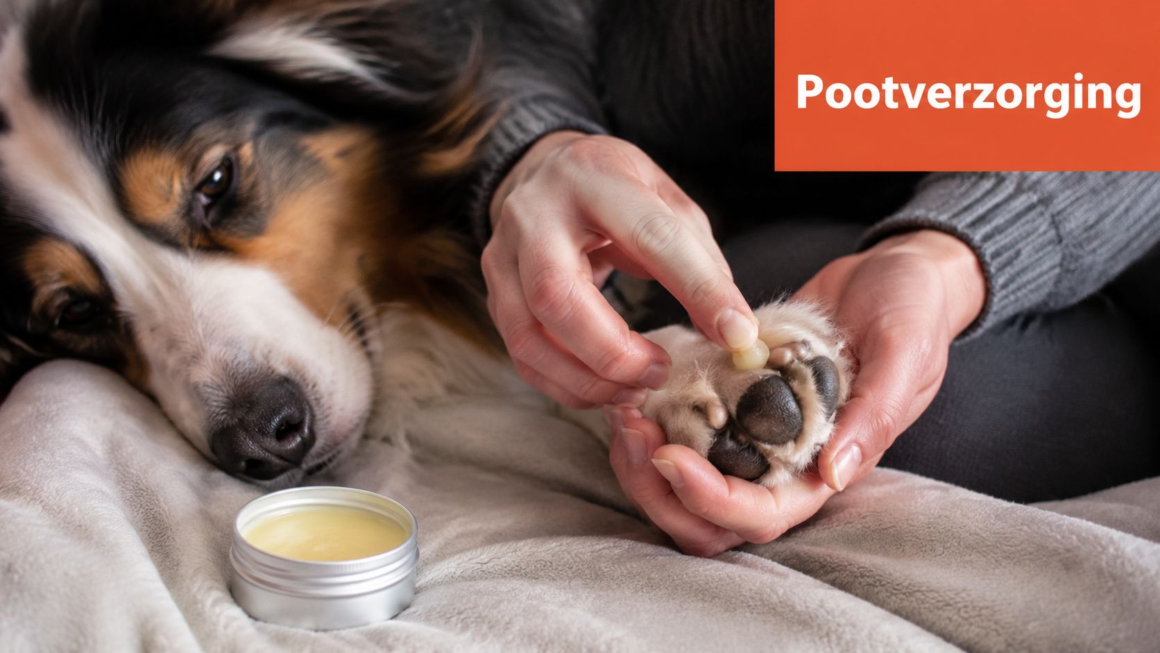 Een persoon brengt verzorgende balsem aan op de pootkussentjes van een hond tijdens de koude wintermaanden.