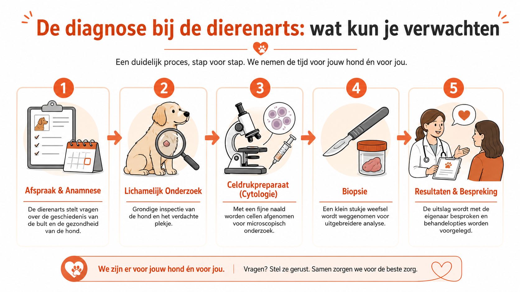 Een stappenplan infographic over het diagnoseproces bij de dierenarts voor een hond met een verdacht bultje.