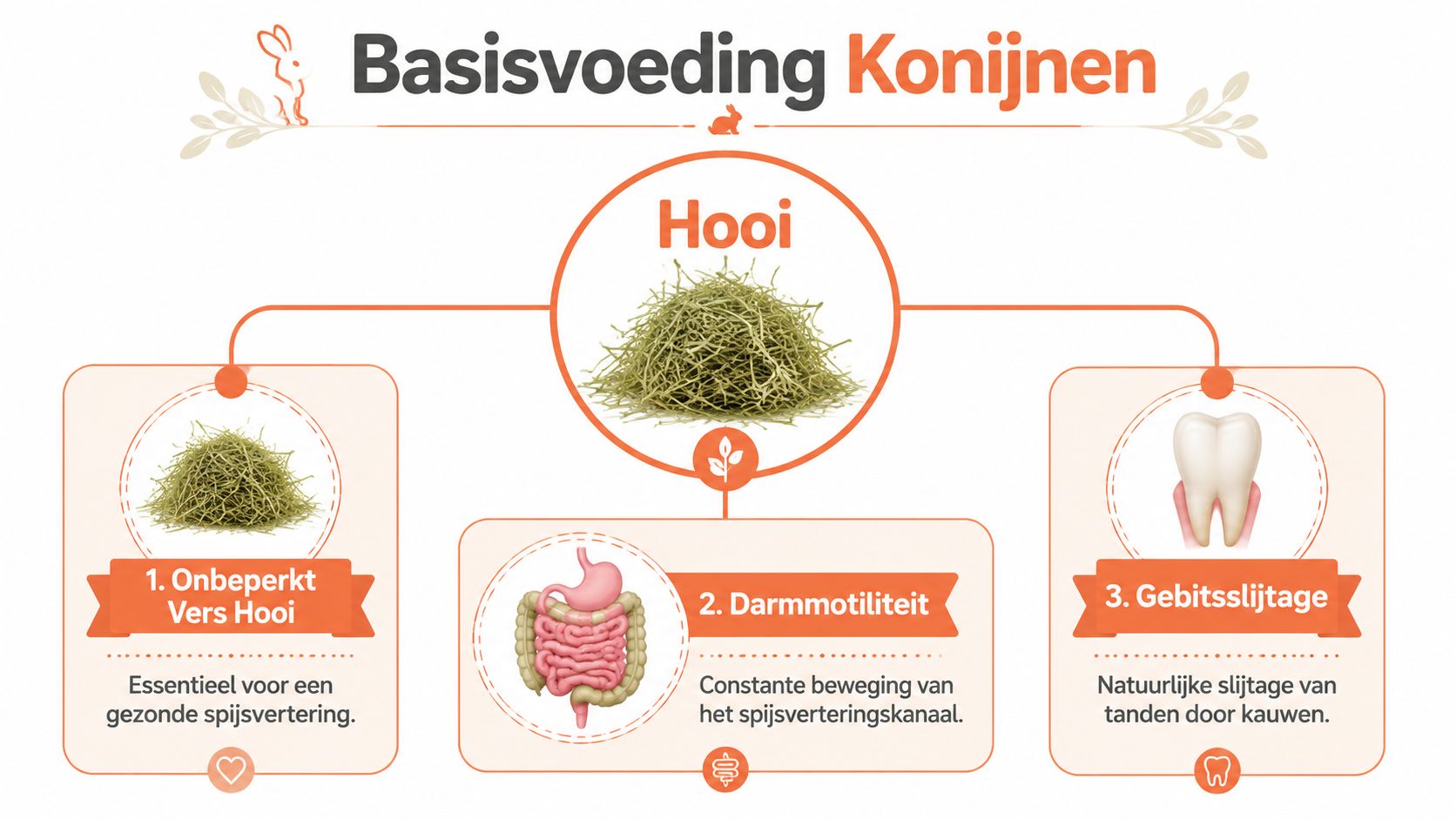Een infographic over de basisvoeding voor konijnen met de nadruk op het belang van onbeperkt vers hooi.