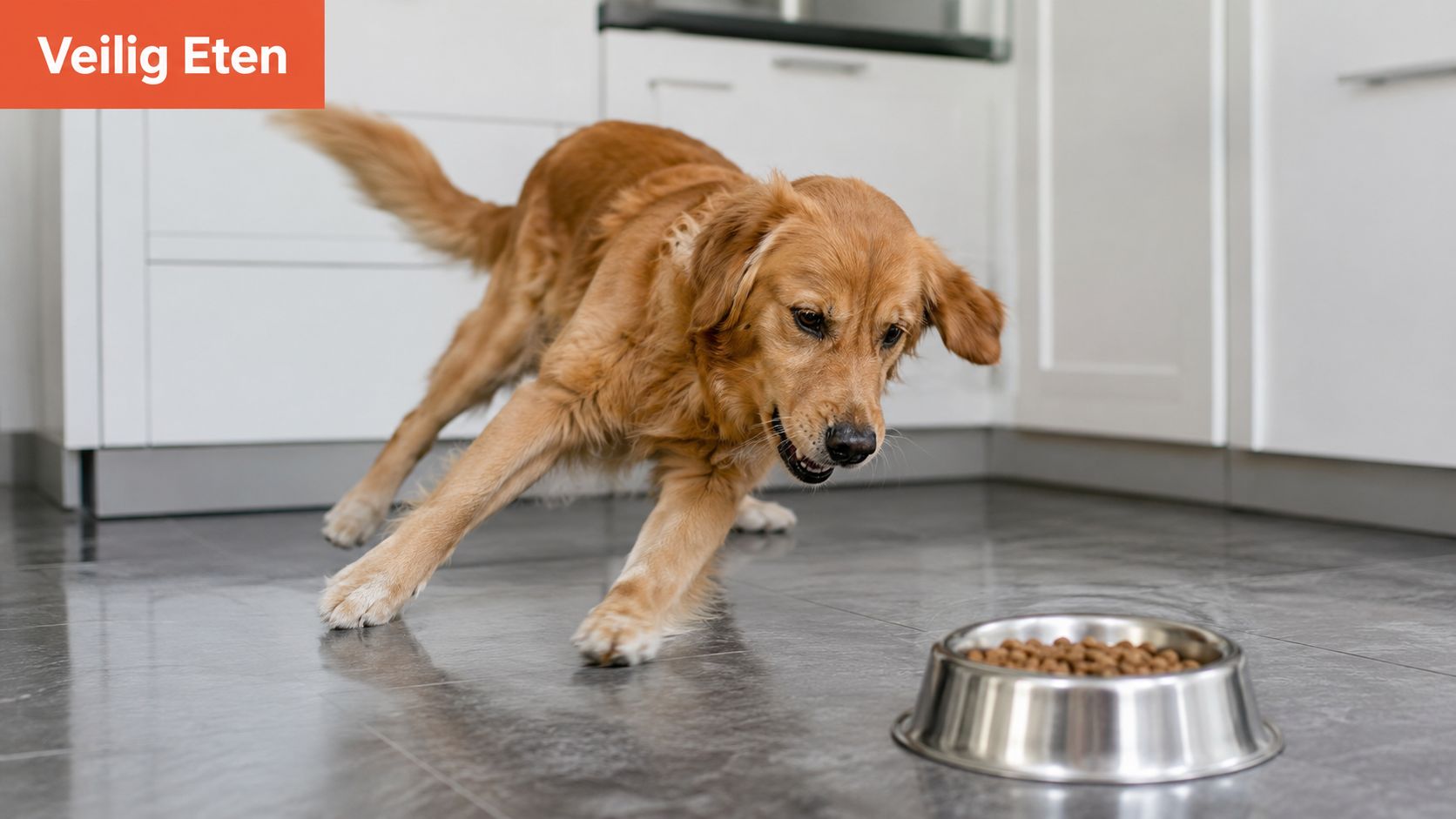 Een enthousiaste Golden Retriever die met zijn poten gespreid op een gladde keukenvloer bij zijn voerbak staat.