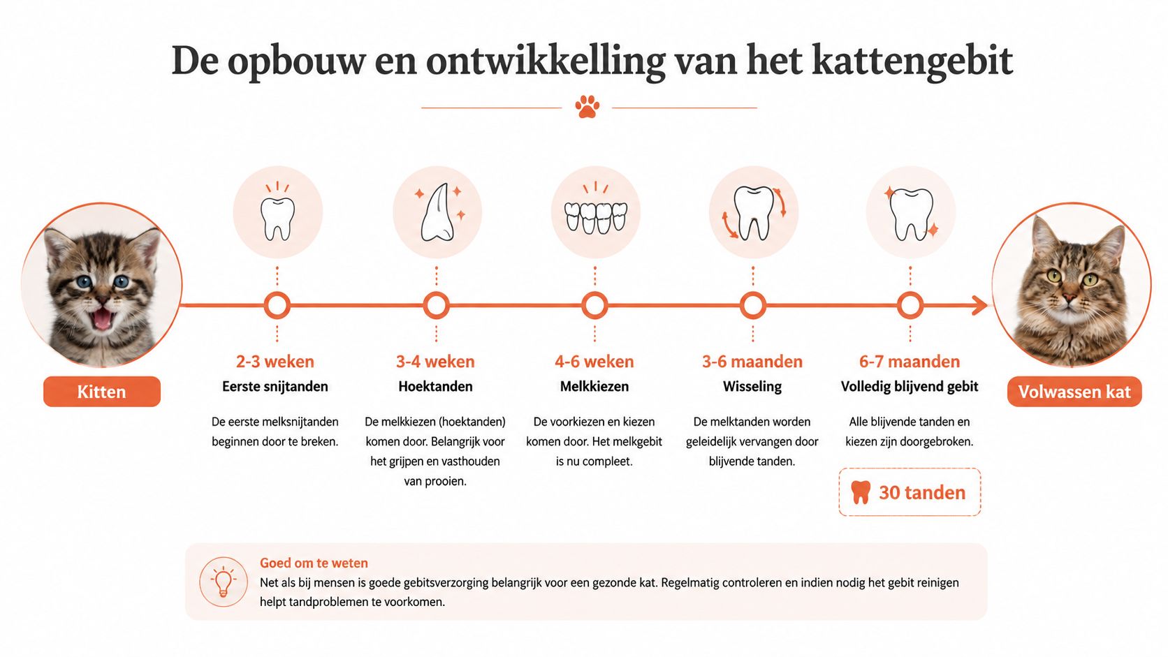 Een tijdlijn die de ontwikkeling van het gebit bij een kat toont, van kitten naar volwassen kat.