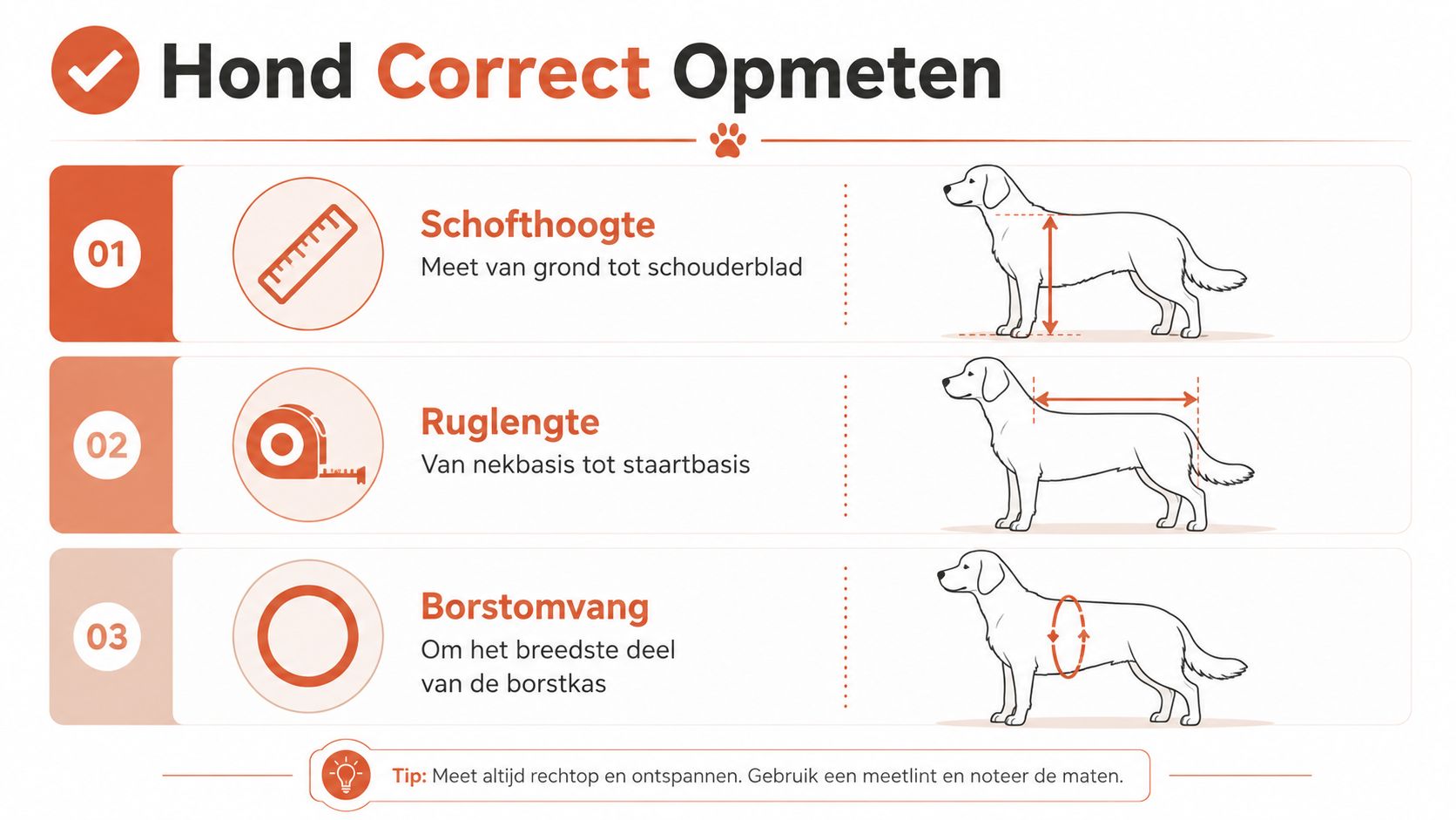 Een informatieve afbeelding die uitlegt hoe je de schofthoogte, ruglengte en borstomvang van een hond correct opmeet.