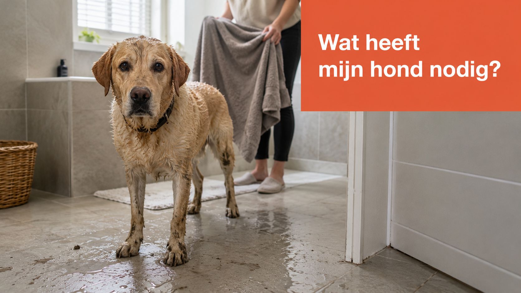 Een modderige labrador die nat in een badkamer staat terwijl een persoon een handdoek vasthoudt.
