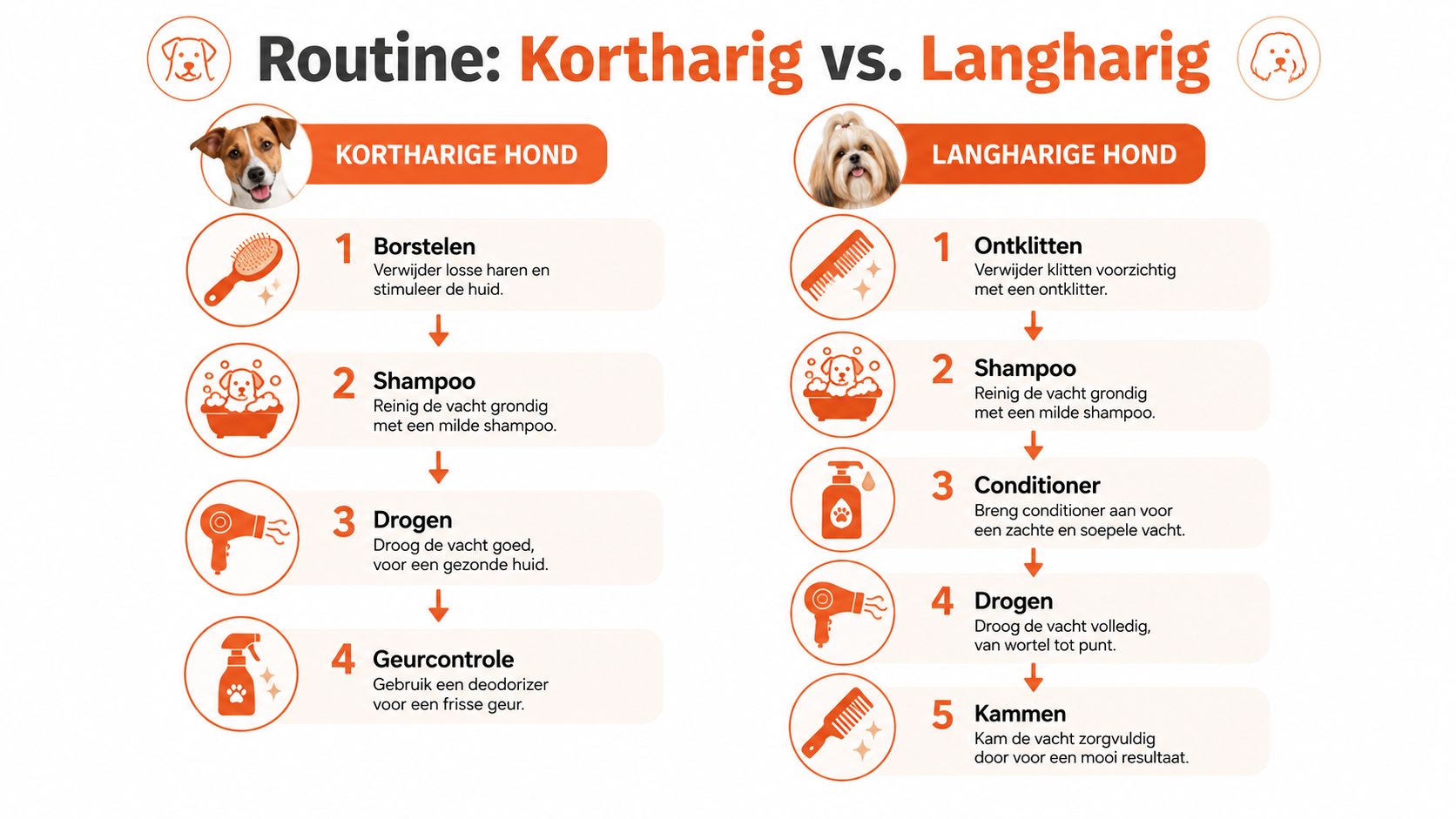 Een infographic over de verzorgingsroutine voor honden, met stappenplan voor zowel kortharige als langharige hondenrassen.