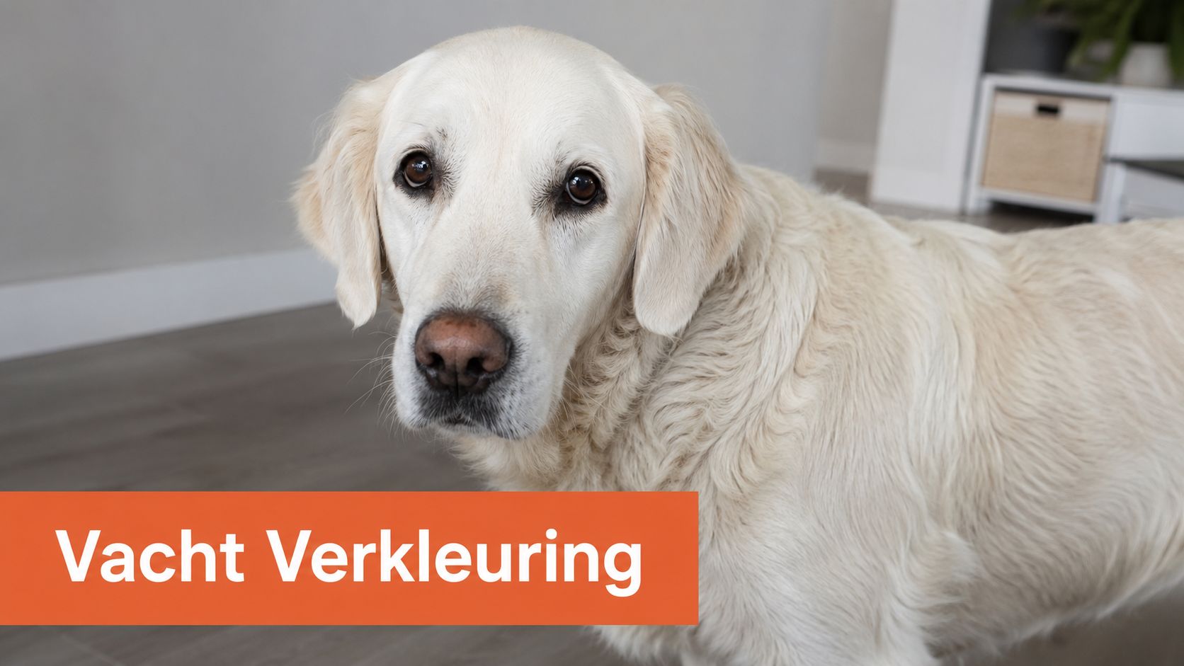 Een prachtige witte Golden Retriever die direct in de camera kijkt met een zachte blik.