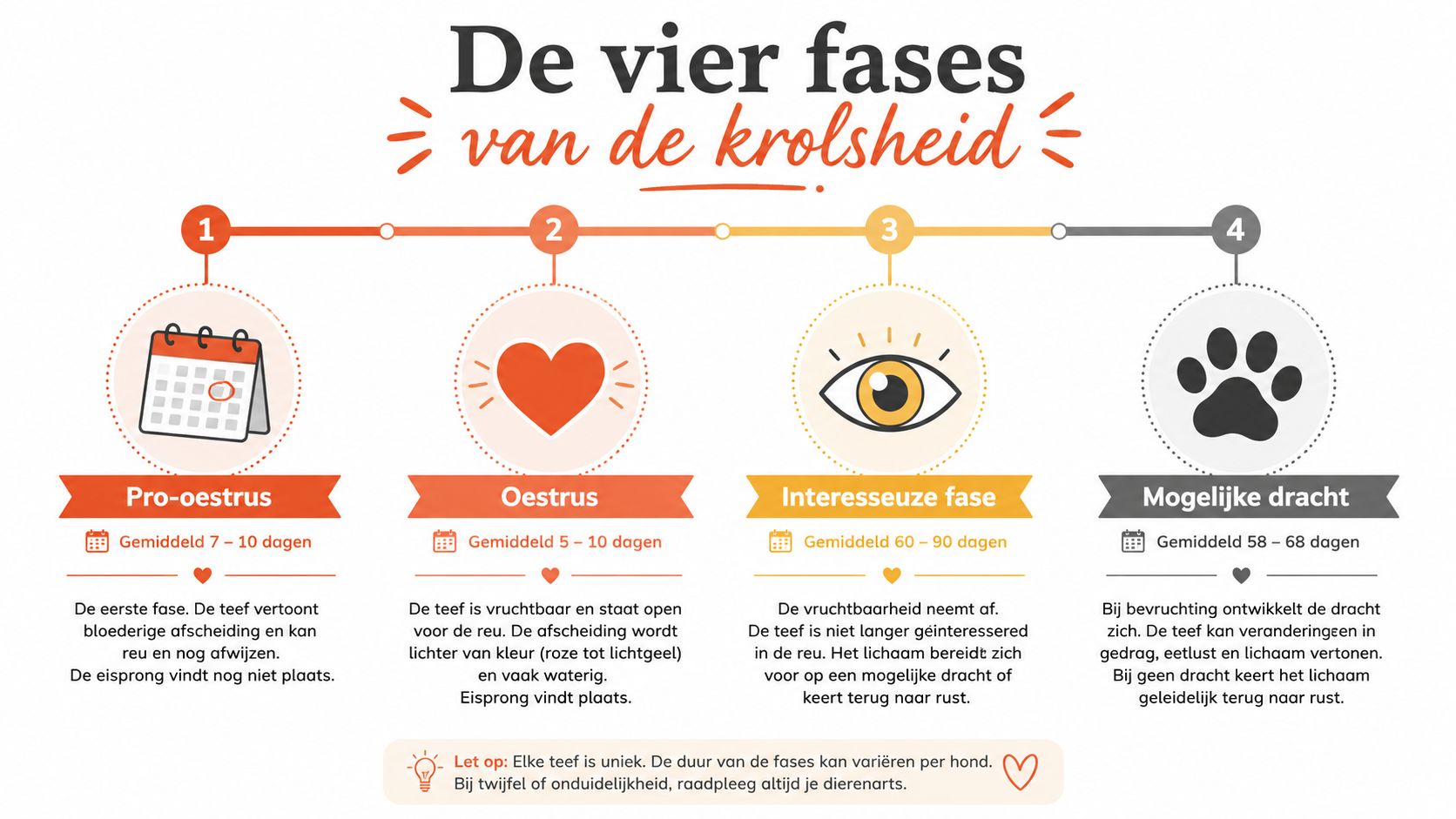 Een overzichtelijke infographic met de vier fasen van de krolsheid bij een teef, inclusief tijdsduur en kenmerken.