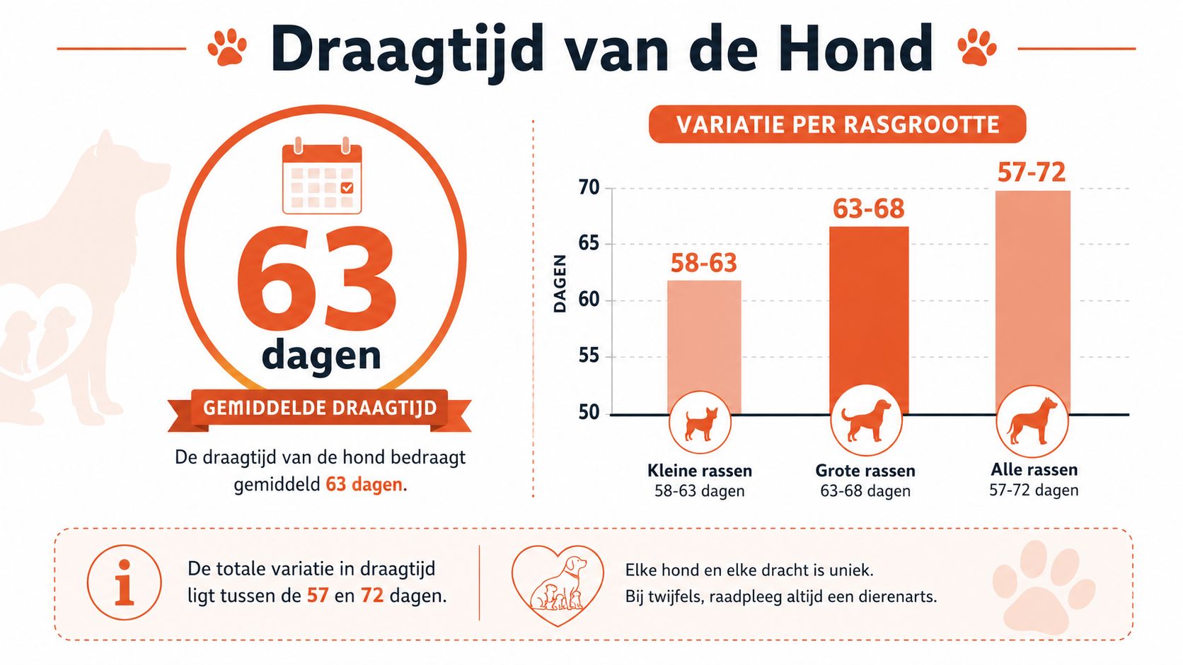 Een informatieve afbeelding die de gemiddelde draagtijd van een hond en de variatie per rasgrootte weergeeft.