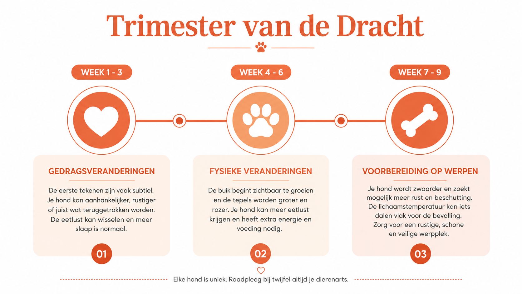 Een informatieve infographic over de drie trimesters van de dracht bij honden met bijbehorende symptomen.