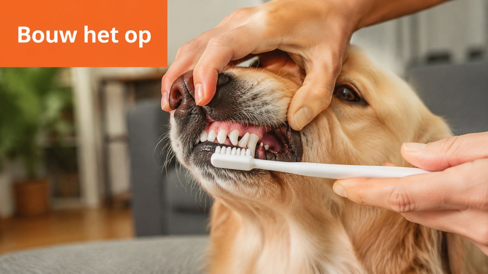 Een persoon poetst de tanden van een gouden retriever hond met een witte tandenborstel voor goede mondhygiëne.