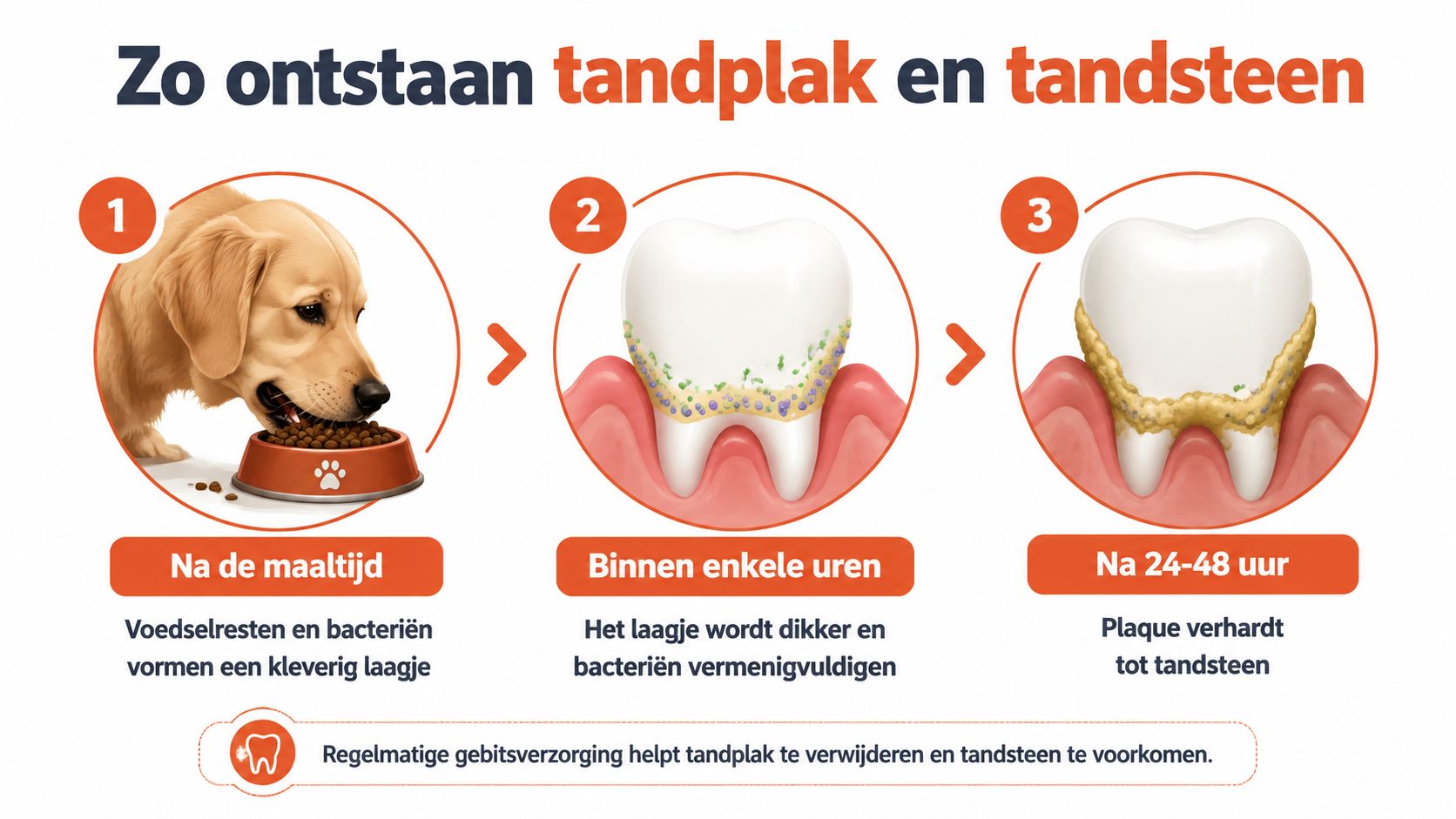 Een infographic die toont hoe tandplak en tandsteen ontstaan bij de tanden van een hond na het eten.